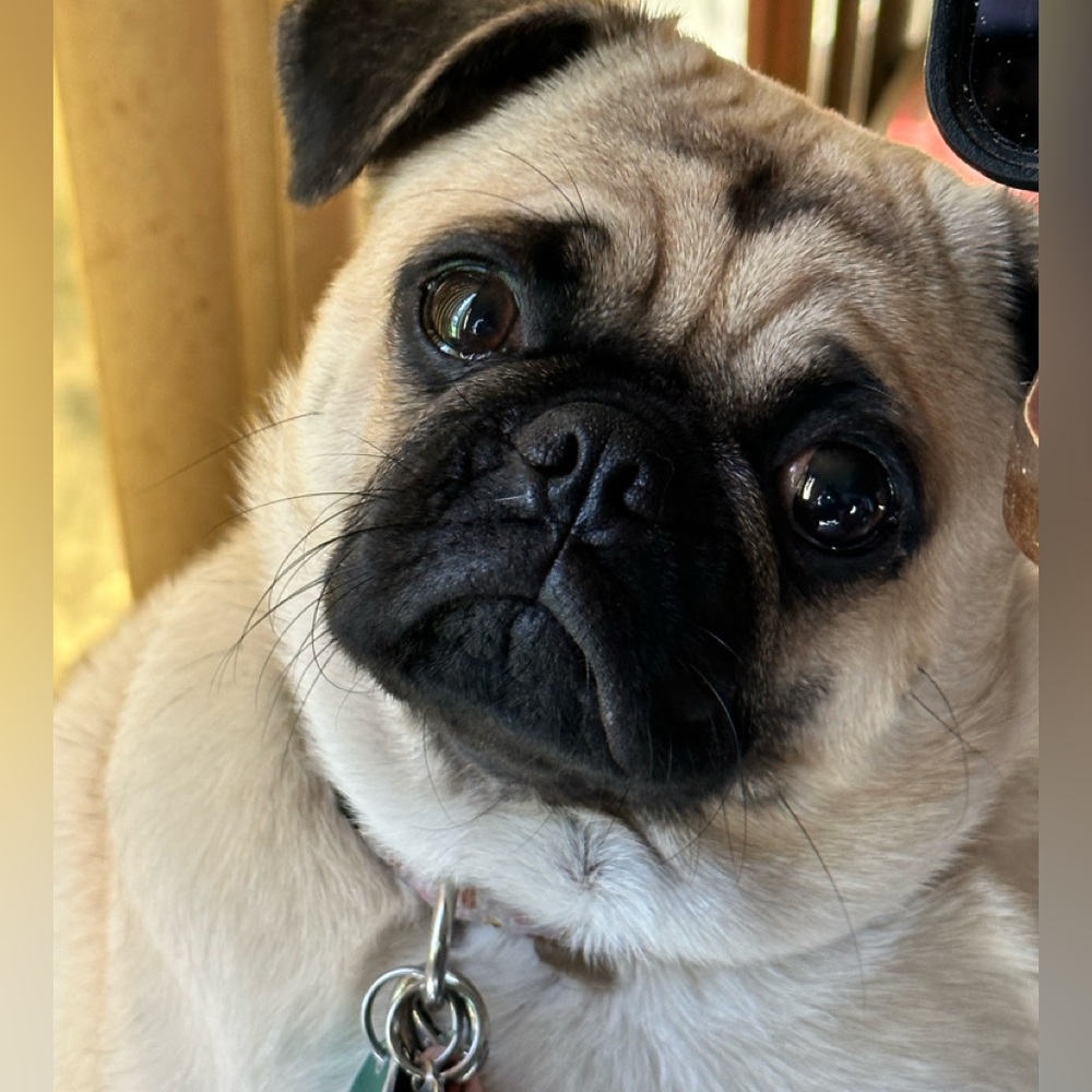 Meet your Posher, Bill